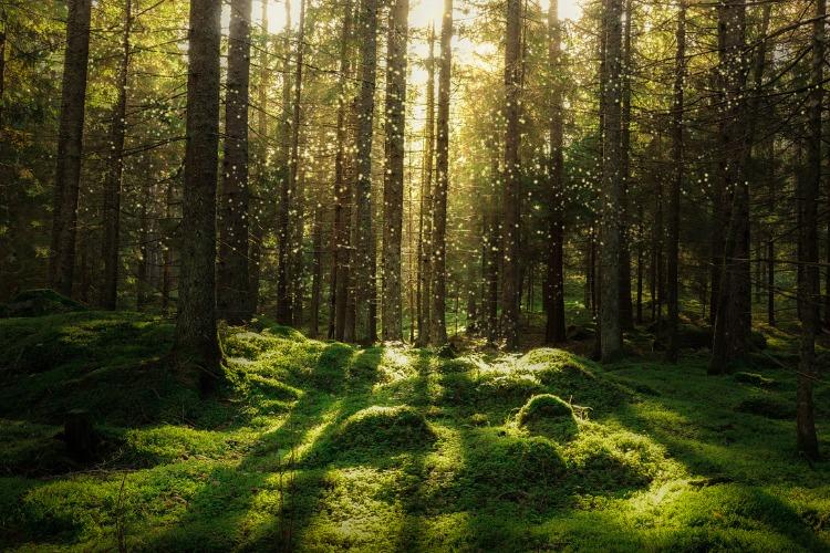 A quoi correspondent les enjeux environnementaux ? Crédit : iStock